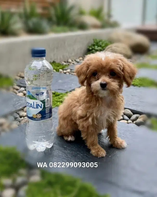 Tiny poodle lebih kecil dari toy poodle
