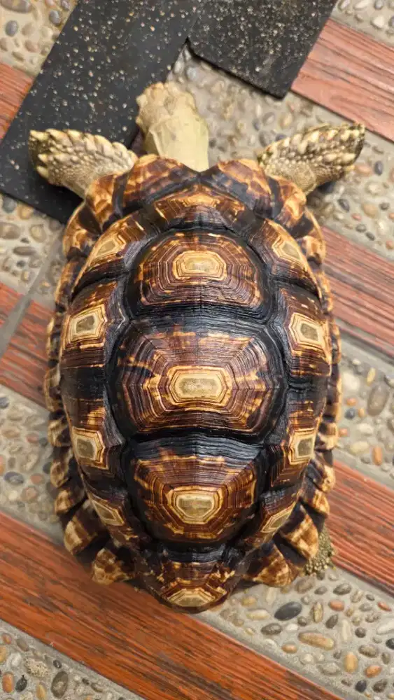 Kura-kura Leocata Leopcata 32 cm Rare Exclusive