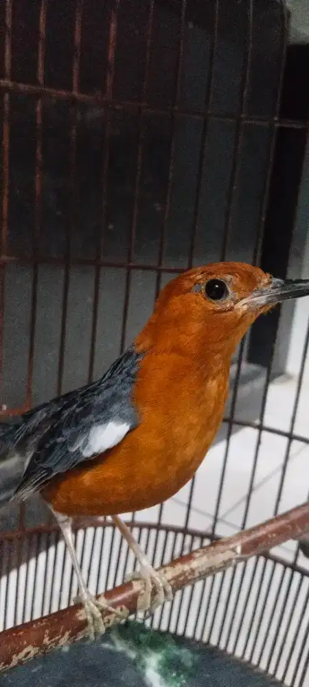 Di jual burung anis bata fs