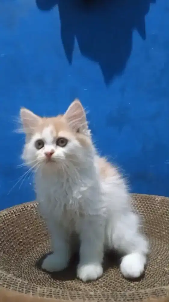 Ready kitten Persia