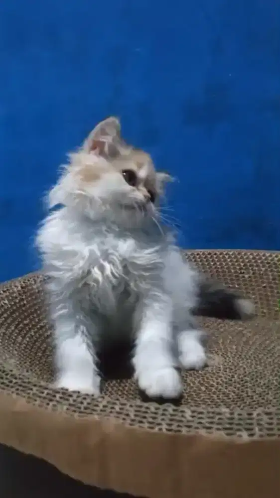 Ready kitten Persia