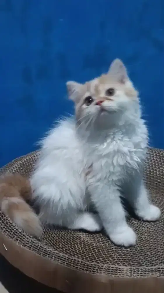 Ready kitten Persia