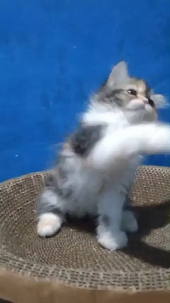 Ready kitten Persia