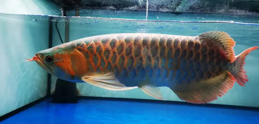 super red jumbo uk 60-65cm