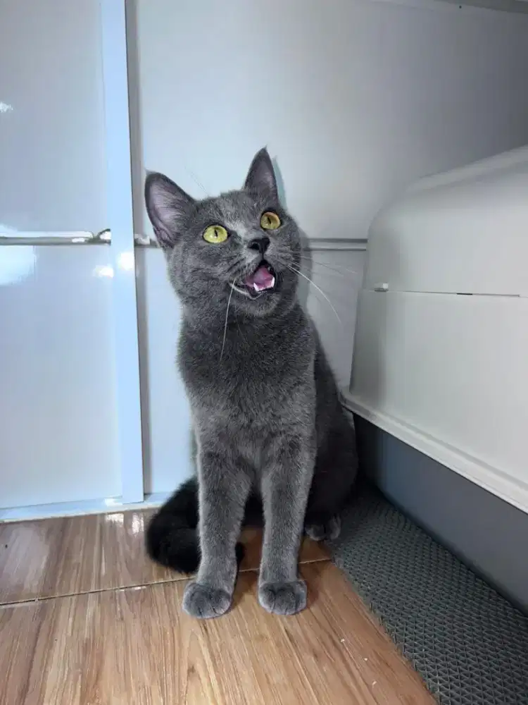 British shorthair