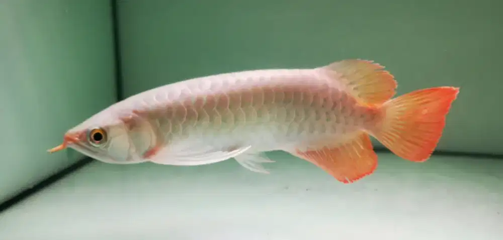 Super red 27-28cm