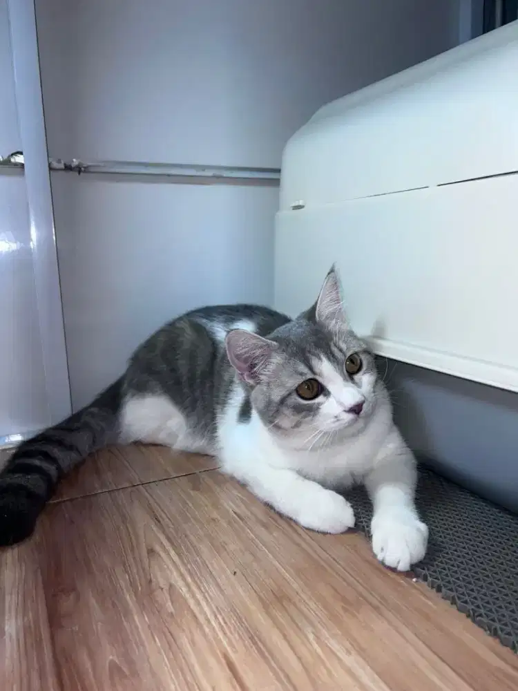 British shorthair