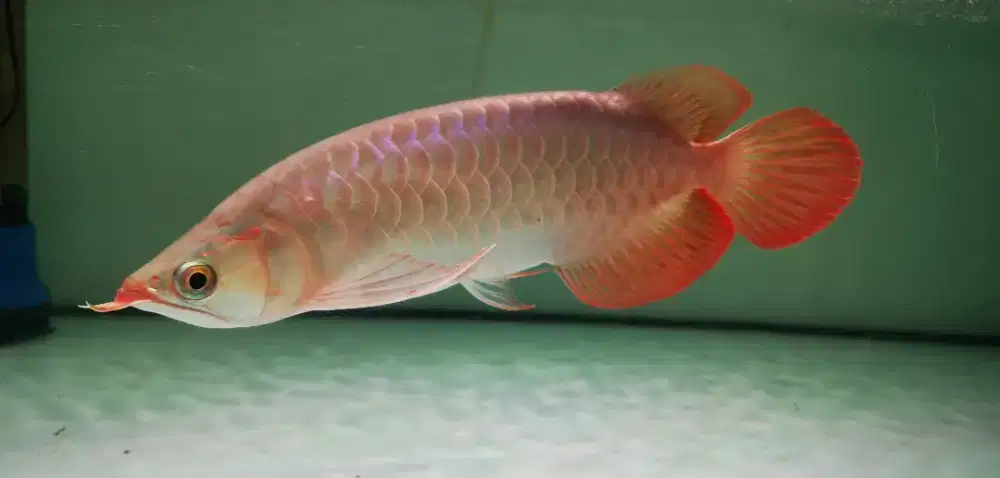 Super red 30 cm up