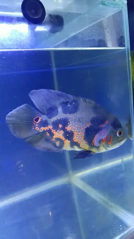 Ikan oscar batik tiger 5 jari dan 4 jari