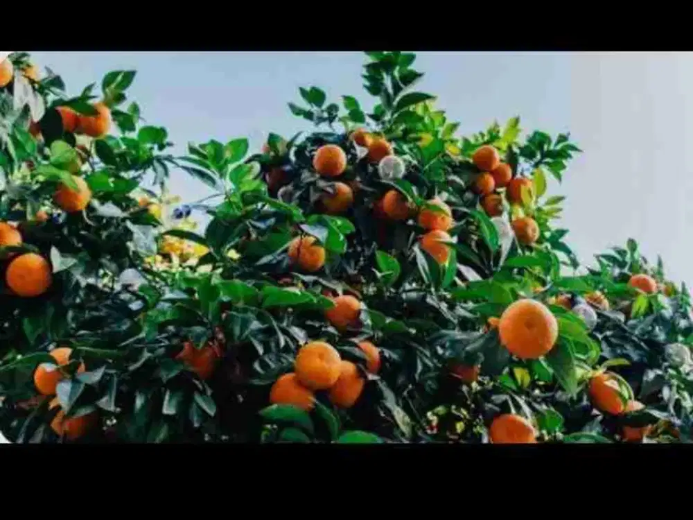 Di Jual kebun buah buah murah
