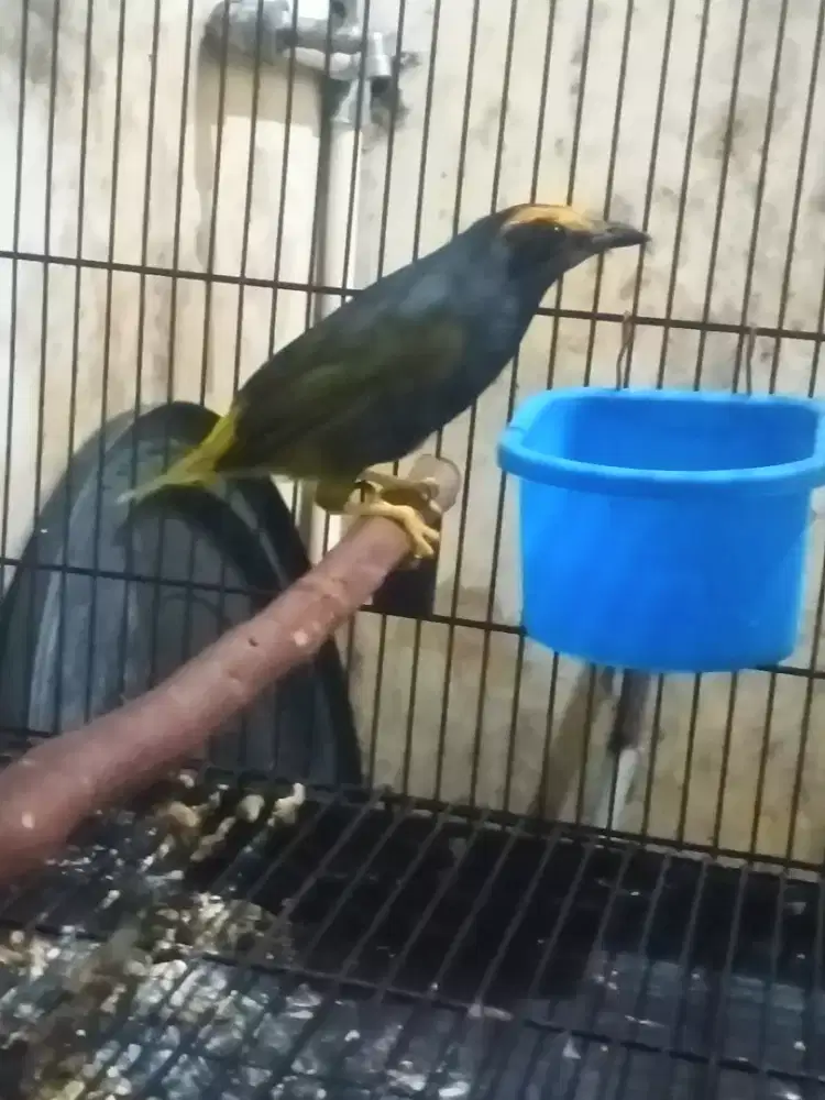 Jalak ALis aapii