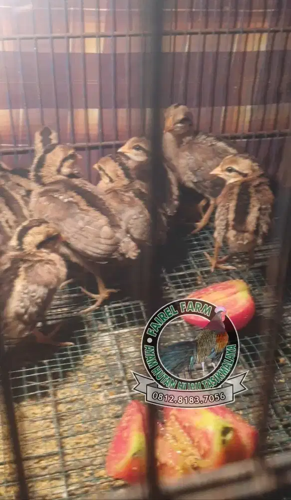 Anakan ayam hutan hijau ori