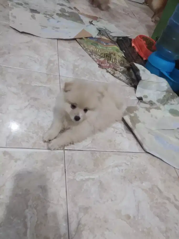 anakan minipom jantan