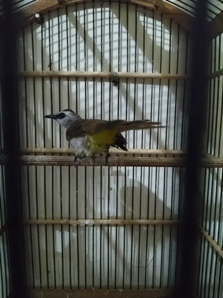 Burung Trucukan