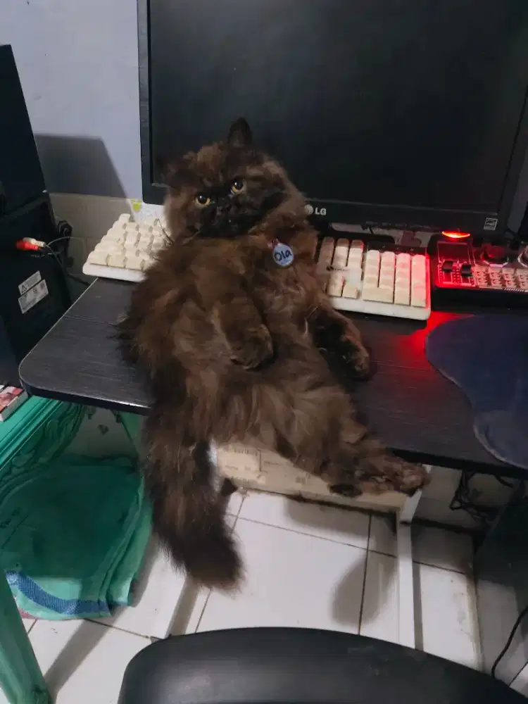 Anak kucing lucu