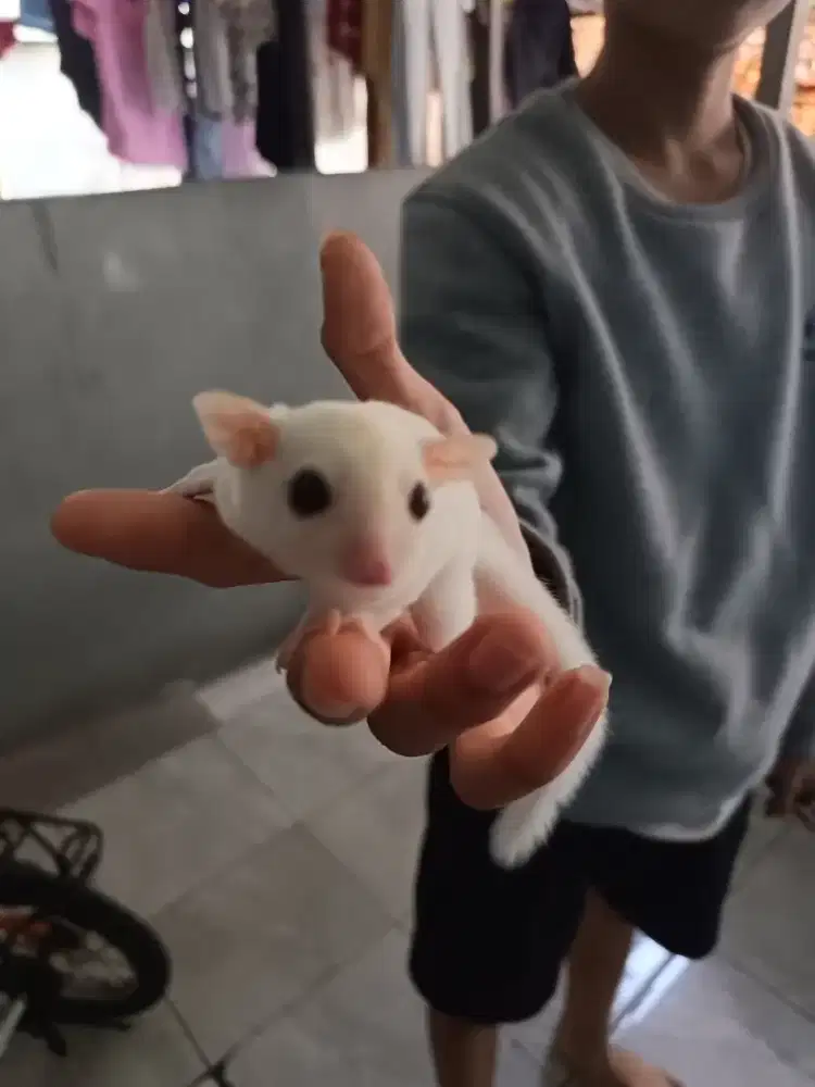 sugar glider cremino