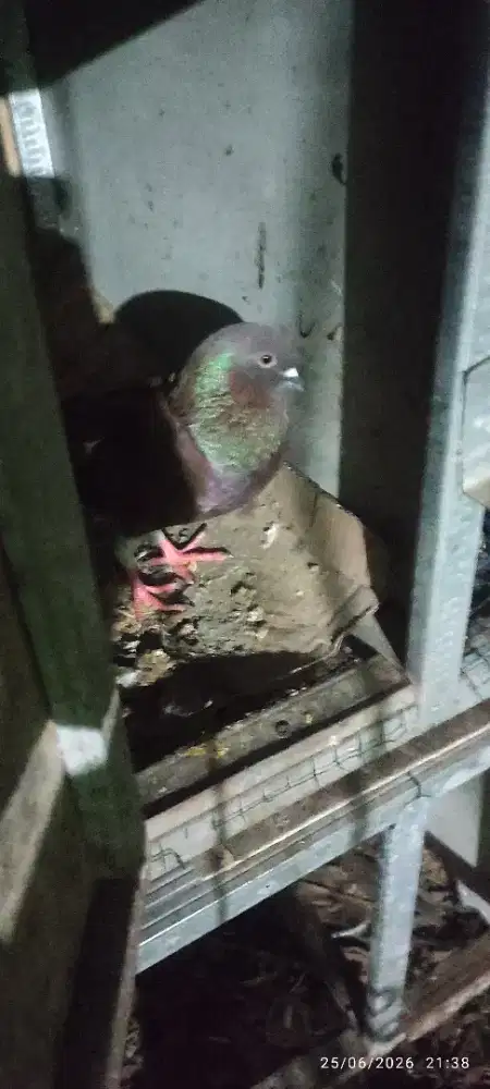 Burung merpati jantan