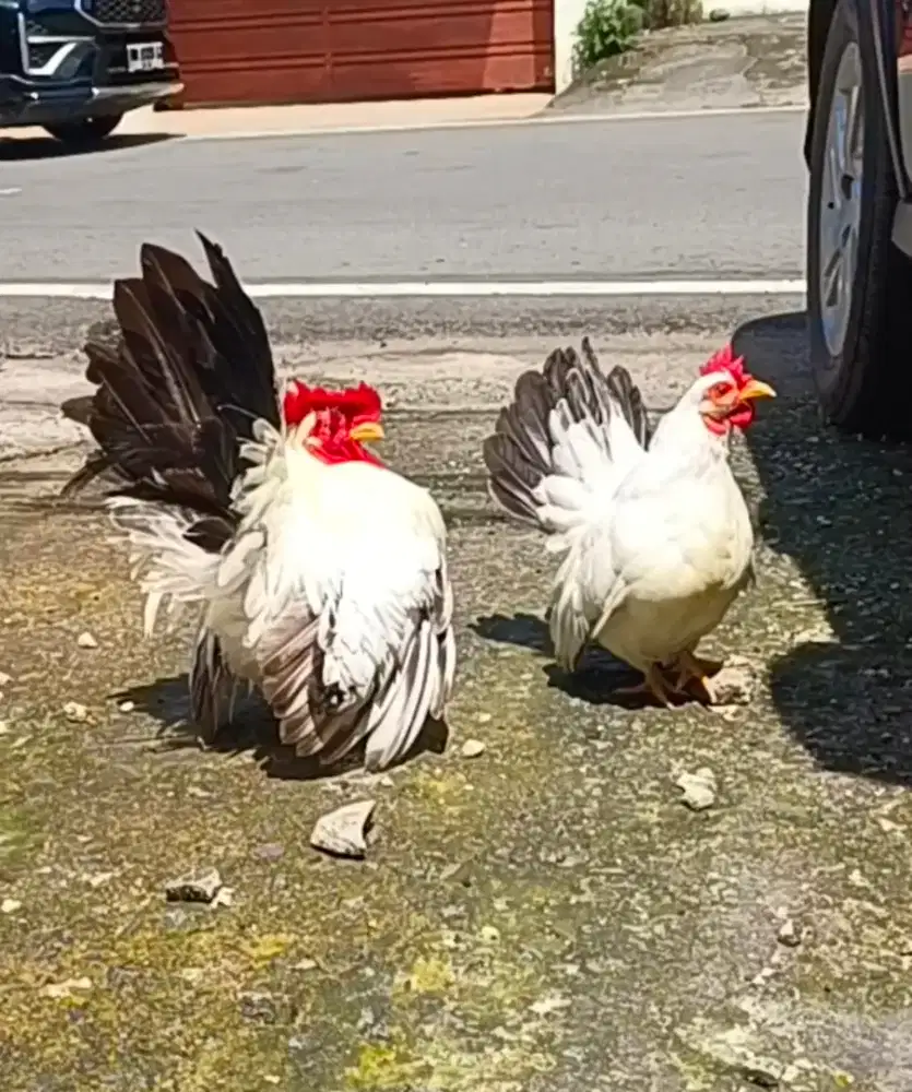 Ayam Kate Chabo Black tai