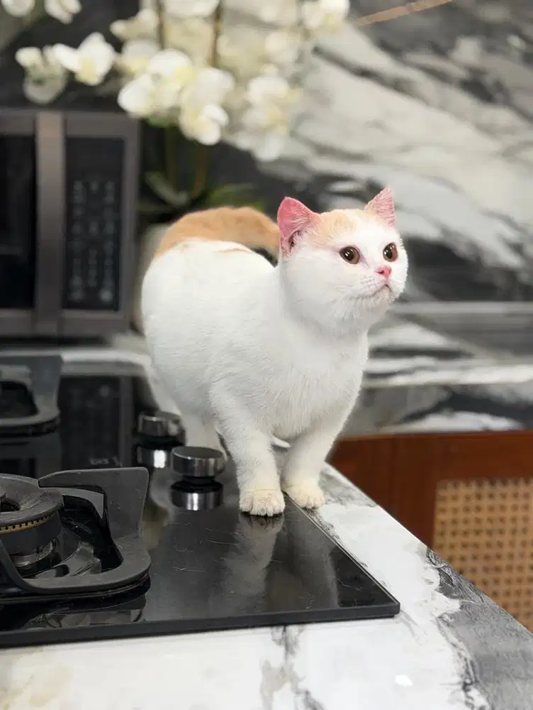Kucing british shorthair BSH