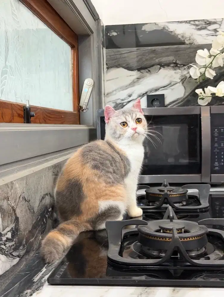 British shorthair BSH betina