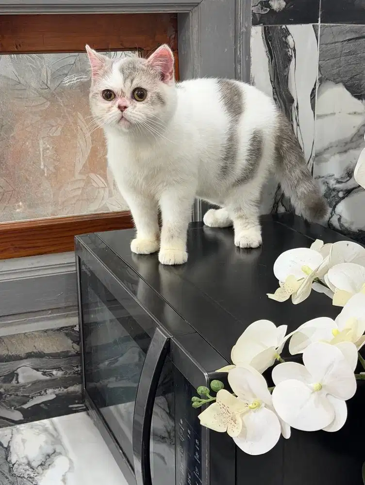 Kucing British shorthair BSH