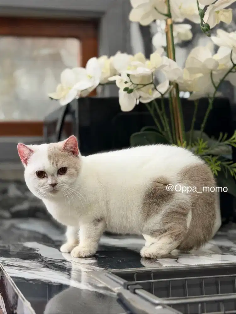 Kucing british shirthair BSH