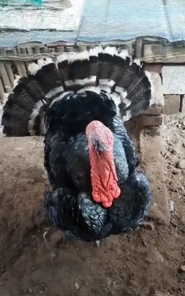 Kalkun anakan dan indukan