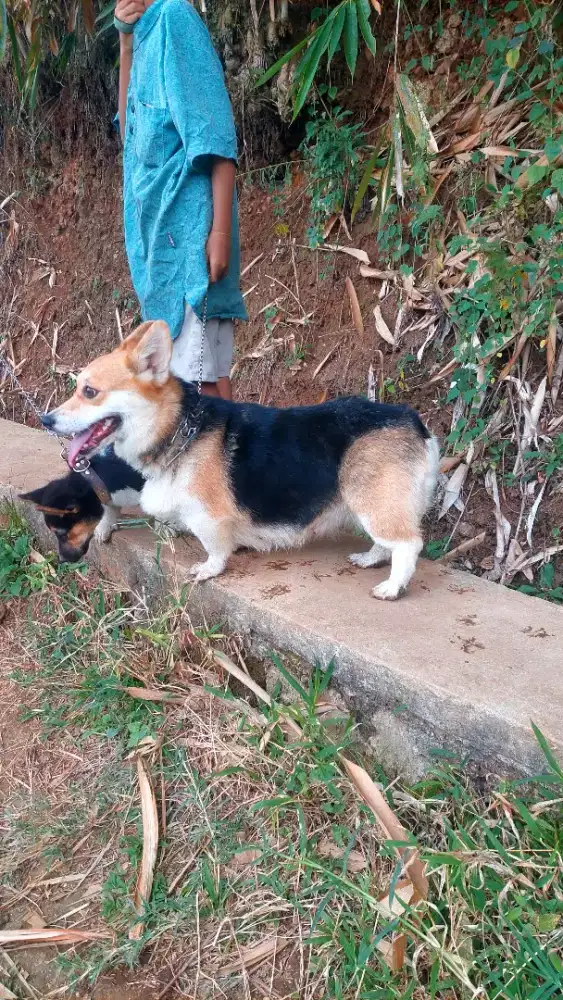 Pembroke wels corgi indukan