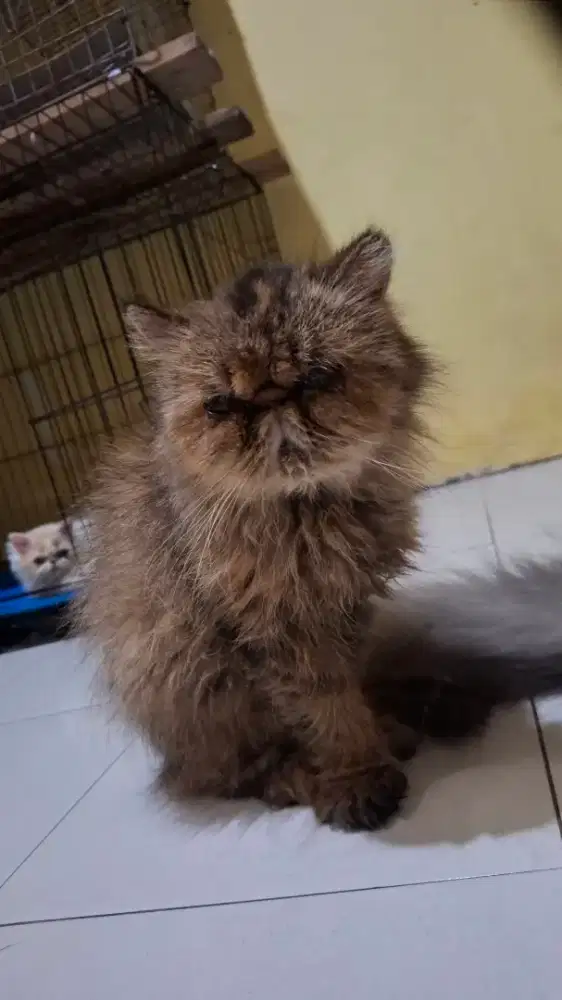 KUCING PEAKNOSE