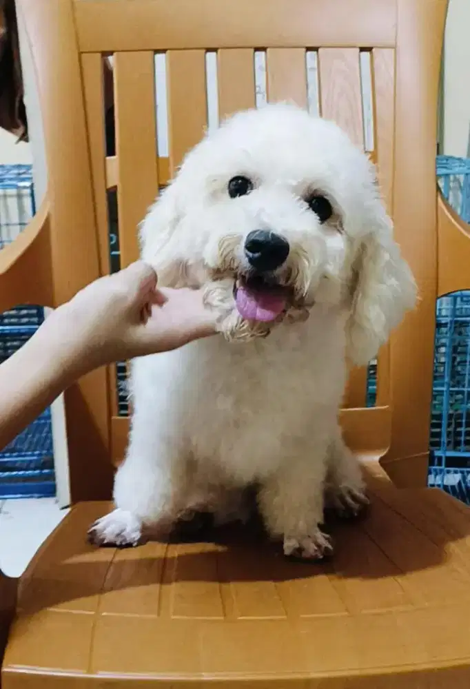 Bichon Frise Betina Dewasa