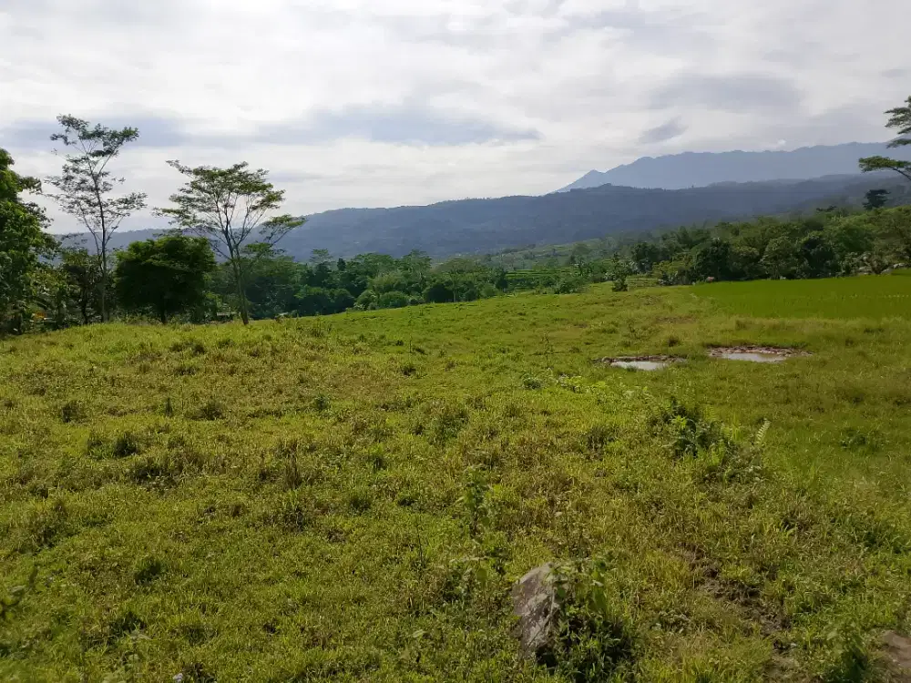 Lahan murah banget untuk investasi jangka panjang