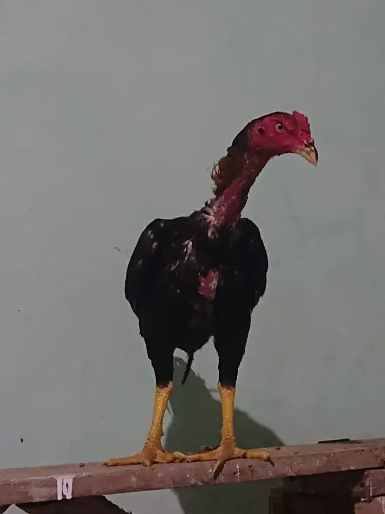 Ayam shamo jepang petarung
