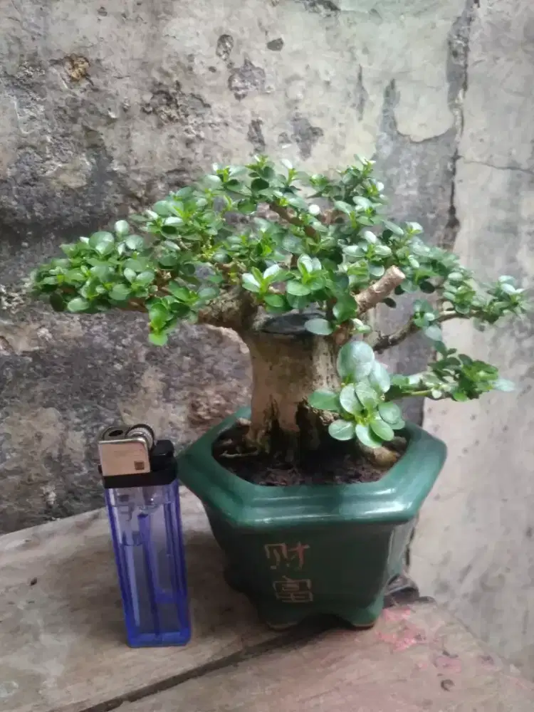 Bonsai Sancang Pot Keramik Hijau