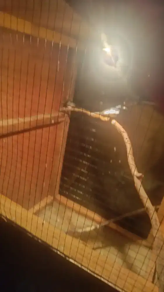 Burung kacer pasangan