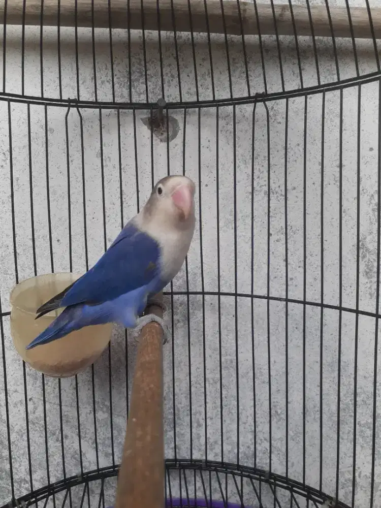 burung lovebird mangsi jantan