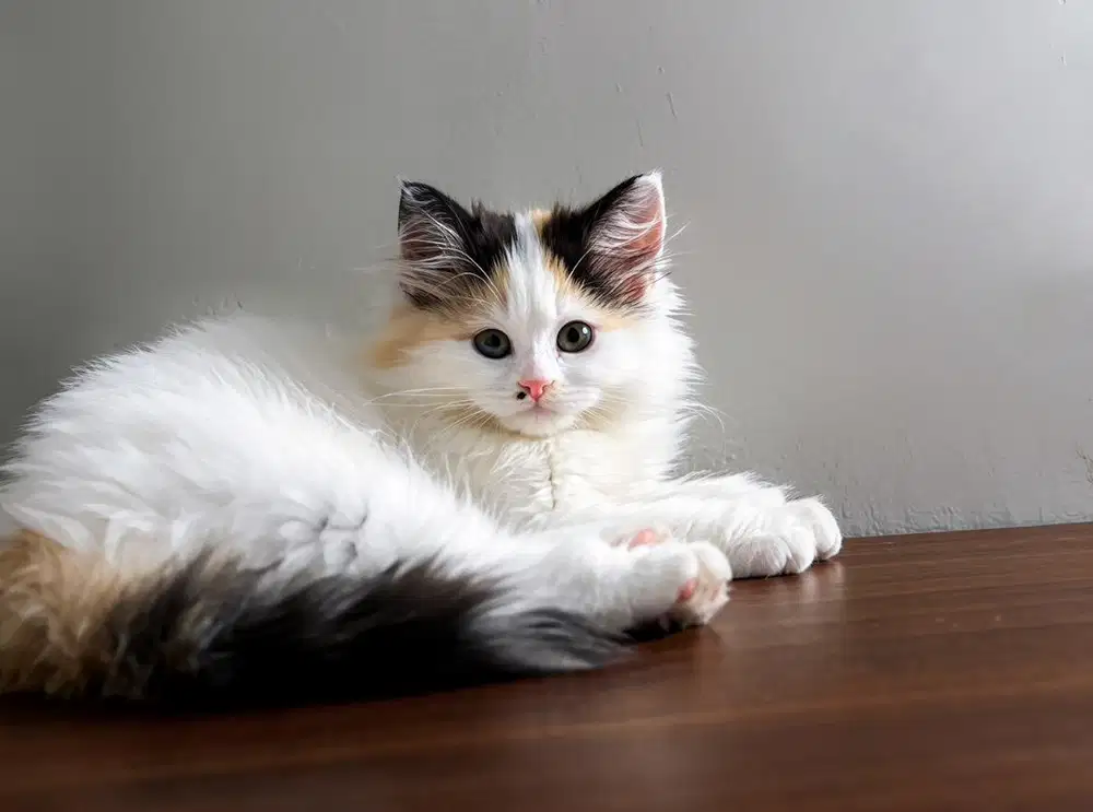 Betina 2,5bln superlucu
