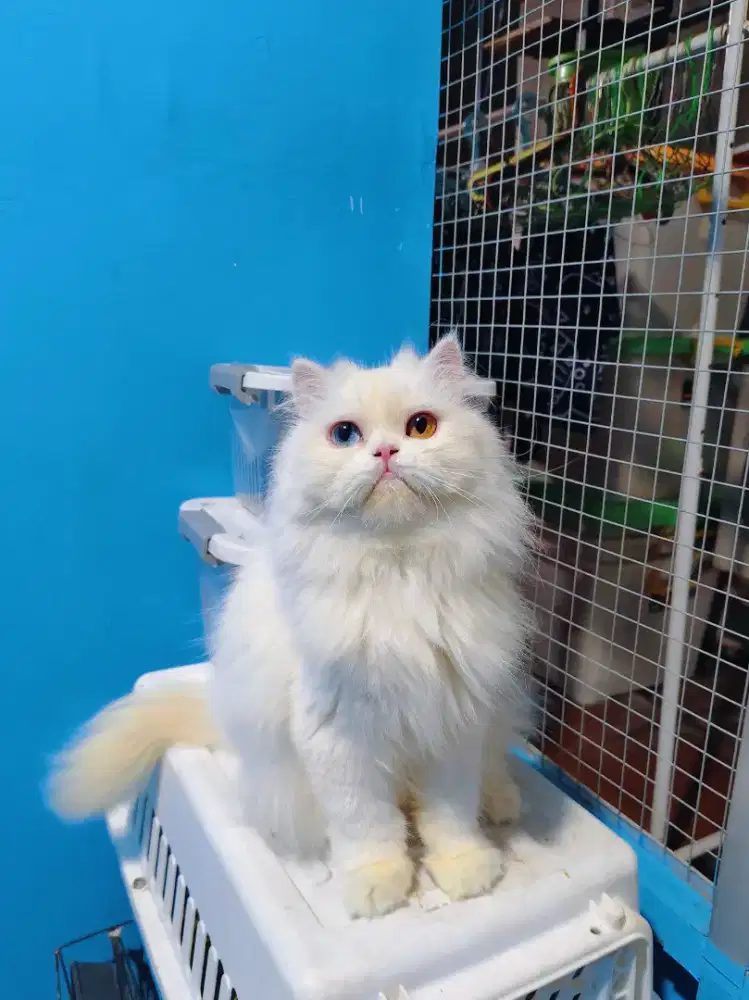 KITTEN PERSIA PEAKNOSE ODD EYELONGHAIR WHITE SOLID BETINA