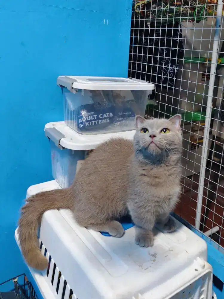 MUNCHKIN BSH FOLD BETINA KITTEN LILAC KUCING CEBOL