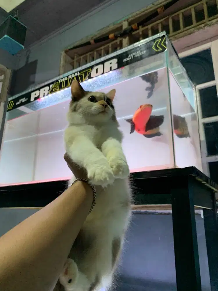 Lepas adop betina 6 bulan
