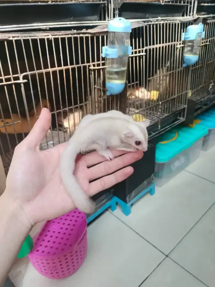 Sugar Glider Cremino