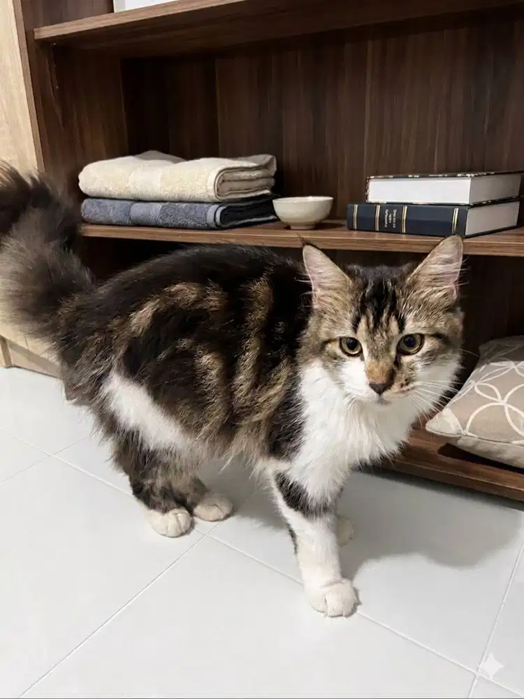 lousi kucing maine coon ASLI !!