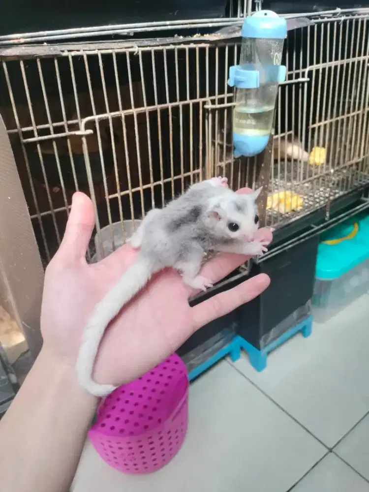 Sugar Glider Mozaic