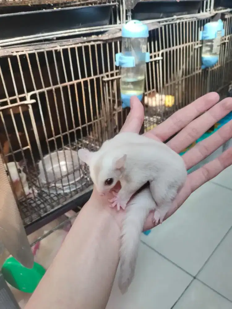 Sugar Glider Cremino