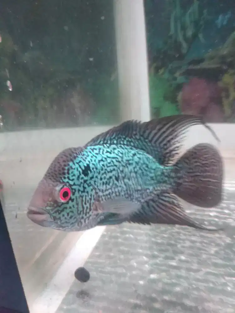 jual ikan lohan