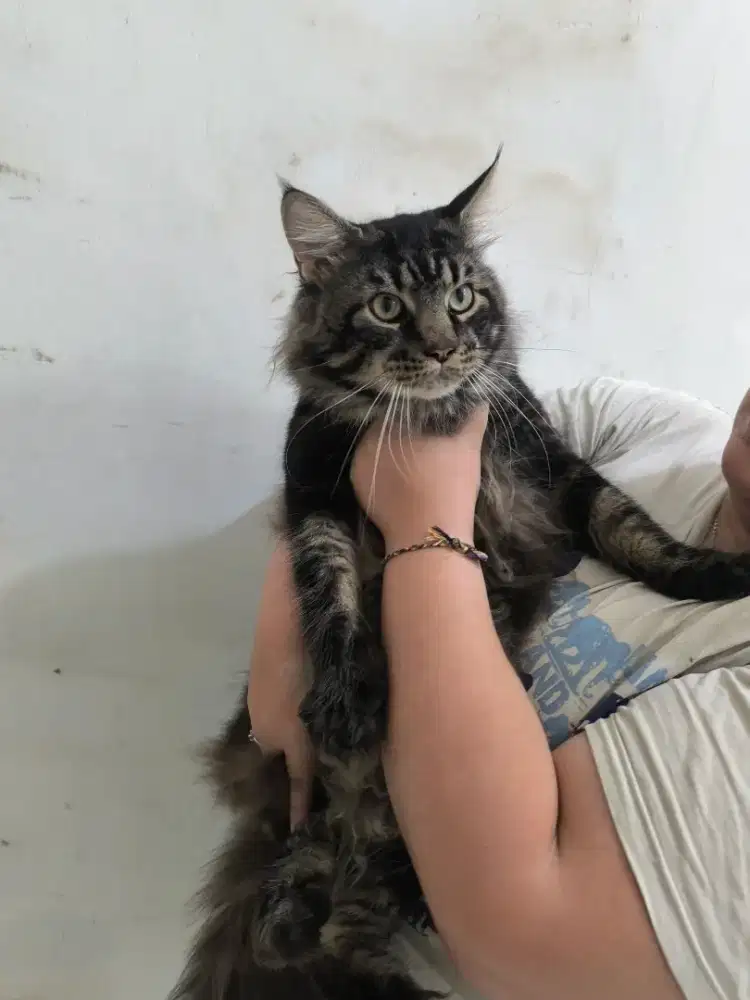 Kucing Ras Maincoone