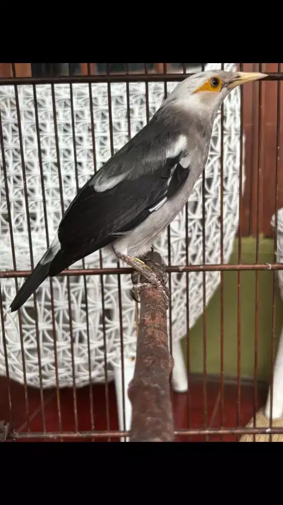 Jalak Sudah Bunyi Rajin