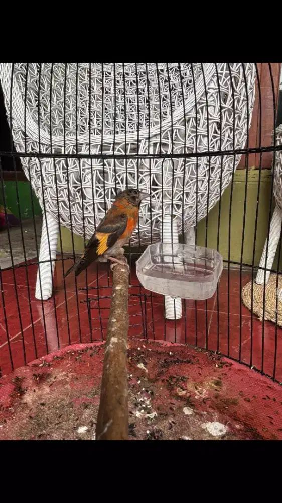 Red Siskin Klasik Trotolan