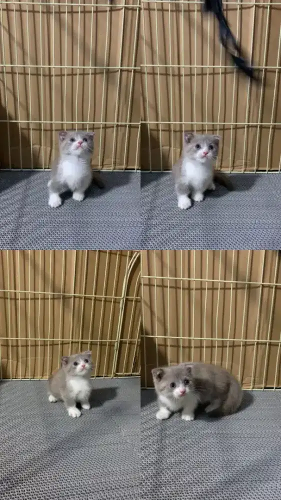 Kucing Munchkin gaelic fold/cebol BSH/kaki pendek Scotish bico lilac