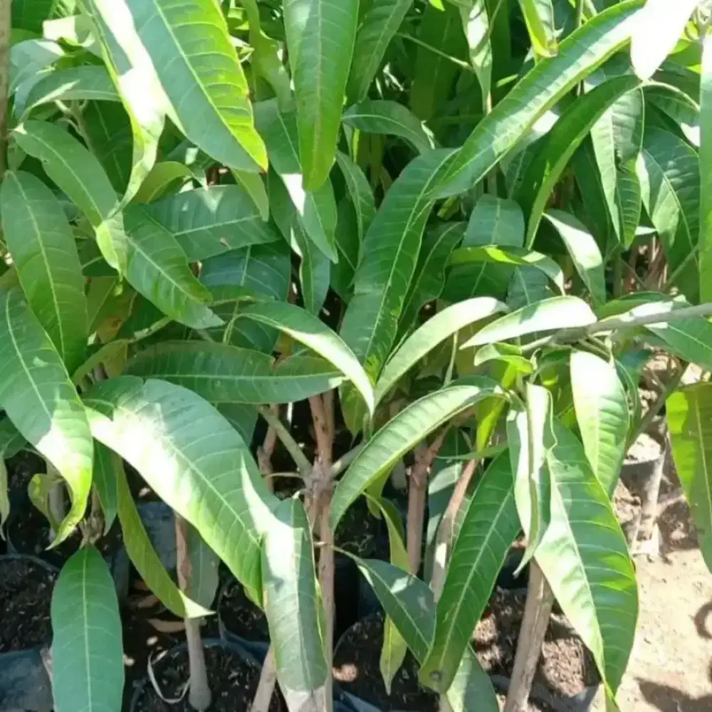 Jual bit Pohon Mangga KIOJAY MADU MANIS JUMBO CANGKOKKAN 1pohon