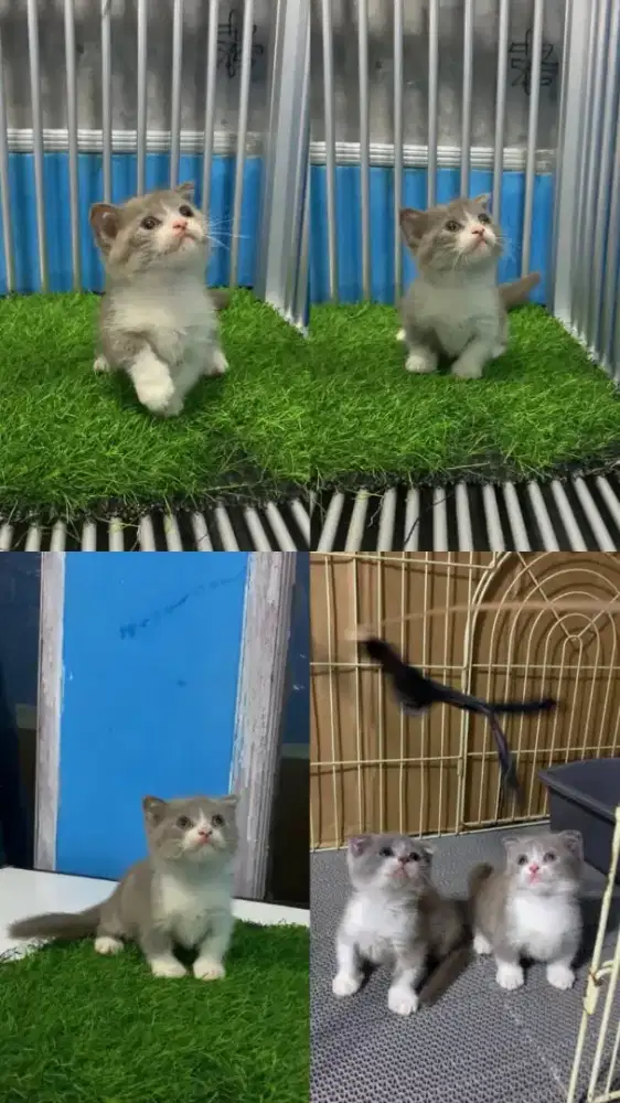 Kucing Munchkin gaelic fold/kaki pendek BSH/cebol Scotish bico lilac
